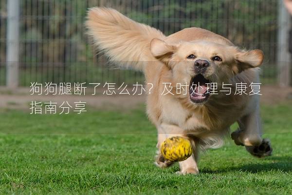 狗狗腿斷了怎么辦？及時處理與康復指南分享