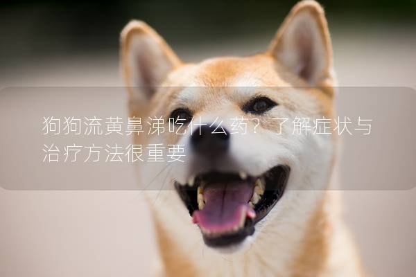 狗狗流黃鼻涕吃什么藥？了解癥狀與治療方法很重要