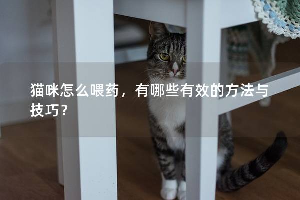 貓咪怎么喂藥，有哪些有效的方法與技巧？