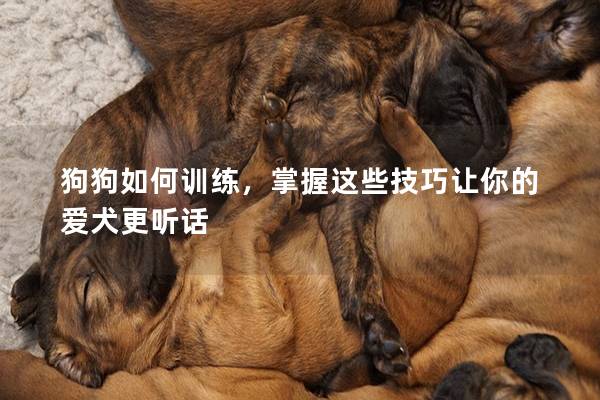 狗狗如何訓(xùn)練，掌握這些技巧讓你的愛(ài)犬更聽(tīng)話