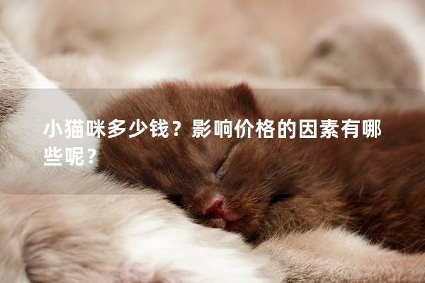小貓咪多少錢？影響價格的因素有哪些呢？