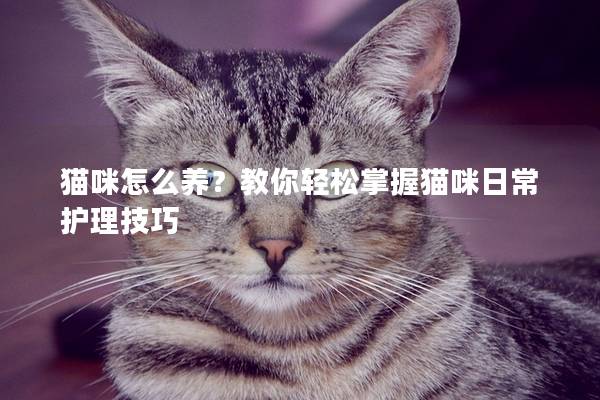 貓咪怎么養(yǎng)？教你輕松掌握貓咪日常護(hù)理技巧