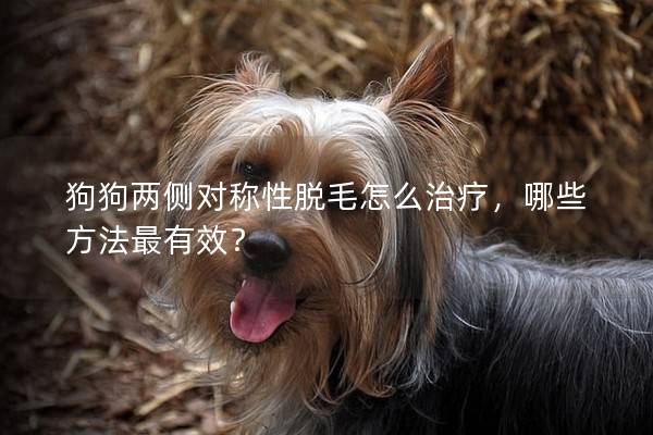 狗狗兩側對稱性脫毛怎么治療，哪些方法最有效？