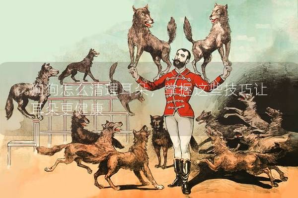 狗狗怎么清理耳朵，掌握這些技巧讓耳朵更健康