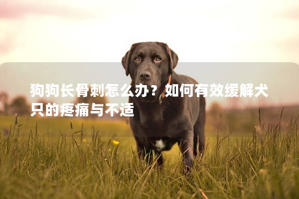 狗狗長骨刺怎么辦？如何有效緩解犬只的疼痛與不適