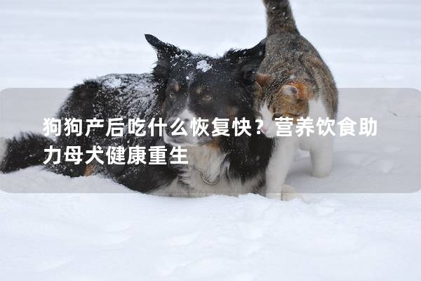 狗狗產后吃什么恢復快？營養飲食助力母犬健康重生