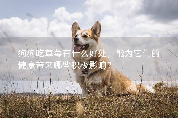 狗狗吃草莓有什么好處，能為它們的健康帶來哪些積極影響？