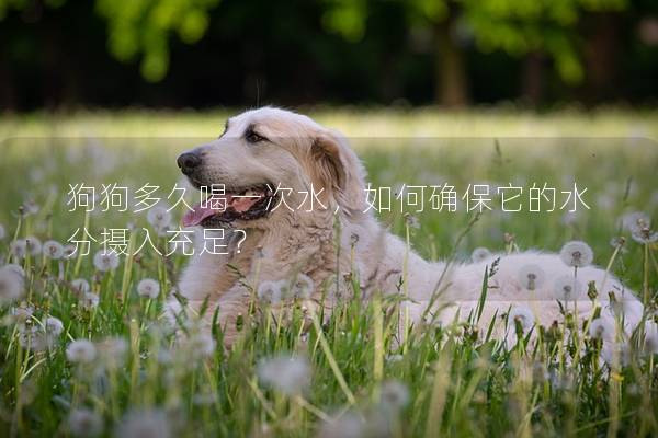 狗狗多久喝一次水，如何確保它的水分?jǐn)z入充足？