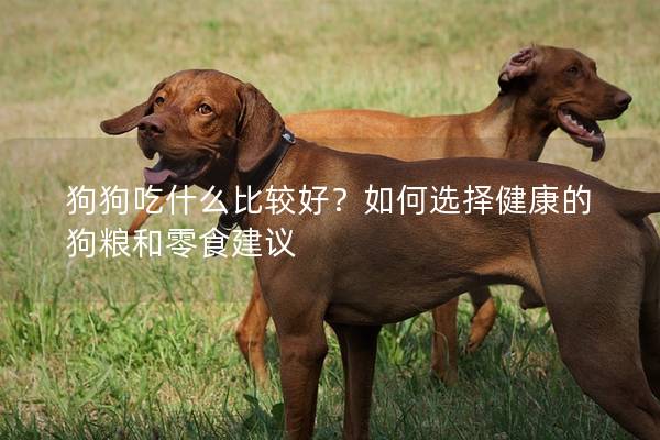 狗狗吃什么比較好？如何選擇健康的狗糧和零食建議