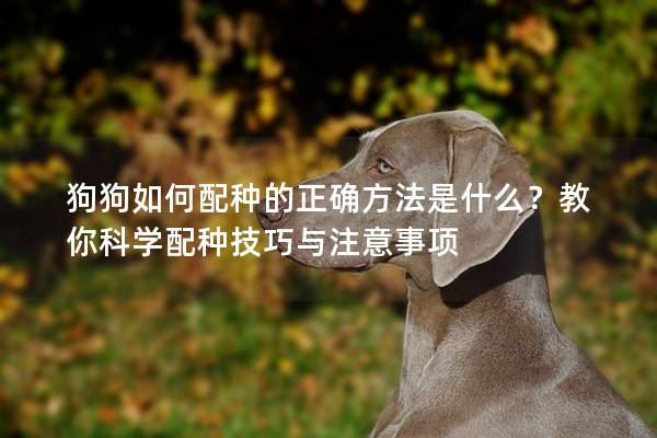 狗狗如何配種的正確方法是什么？教你科學配種技巧與注意事項
