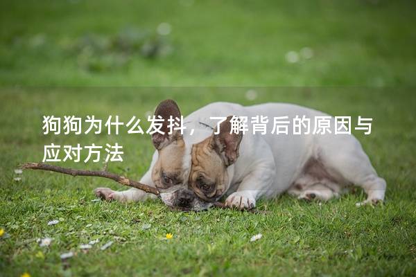 狗狗為什么發抖，了解背后的原因與應對方法