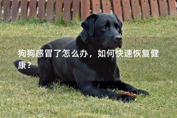狗狗感冒了怎么辦,如何快速恢復健康? 狗狗感冒了怎么辦,如何快速恢復健康?