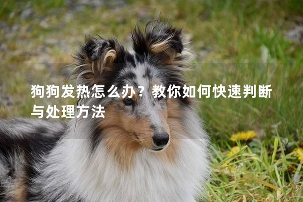 狗狗發(fā)熱怎么辦？教你如何快速判斷與處理方法