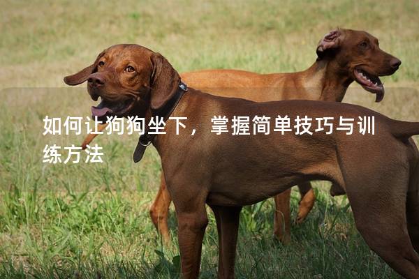 如何讓狗狗坐下，掌握簡單技巧與訓練方法