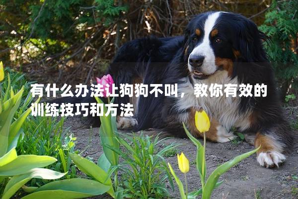 有什么辦法讓狗狗不叫，教你有效的訓練技巧和方法