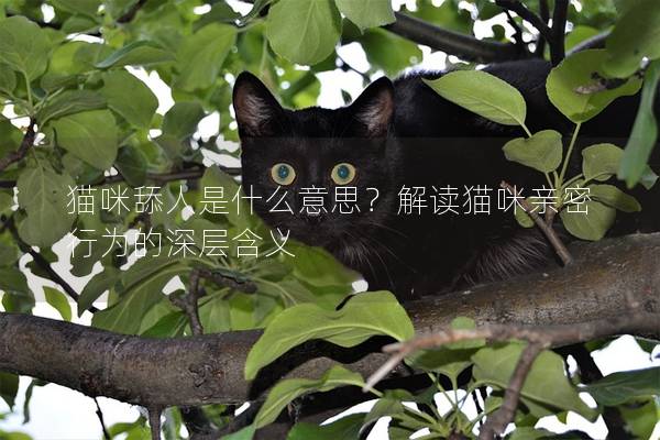貓咪舔人是什么意思?解讀貓咪親密行為的深層含義 貓咪舔人是什么意思?解讀貓咪親密行為的深層含義