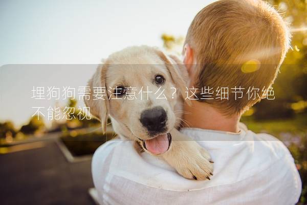 埋狗狗需要注意什么？這些細節你絕不能忽視