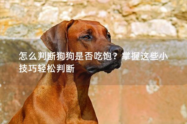 怎么判斷狗狗是否吃飽？掌握這些小技巧輕松判斷