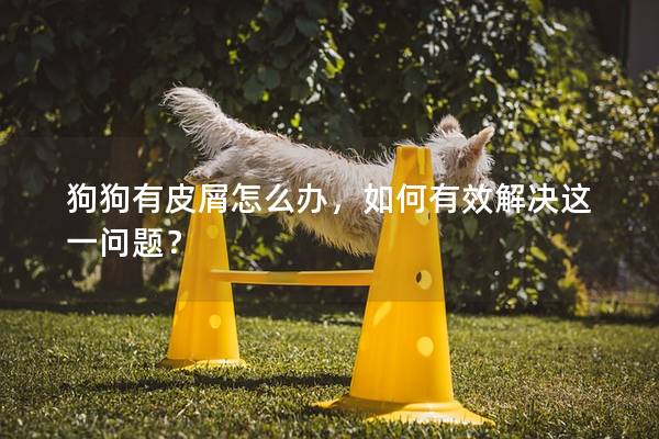 狗狗有皮屑怎么辦，如何有效解決這一問題？
