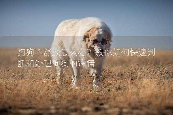 狗狗不舒服怎么辦？教你如何快速判斷和處理狗狗的病情
