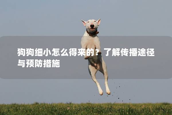 狗狗細小怎么得來的？了解傳播途徑與預防措施