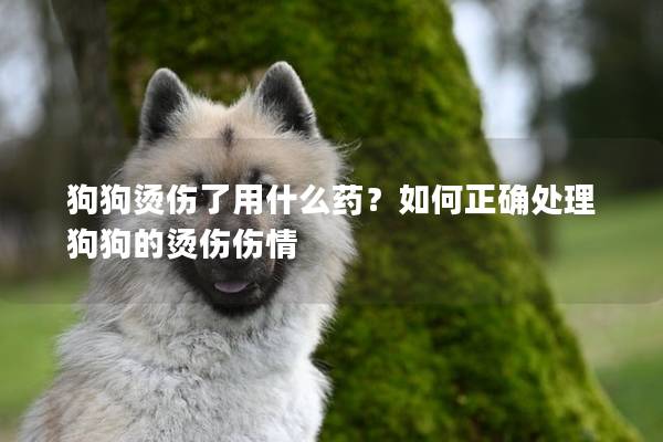 狗狗燙傷了用什么藥？如何正確處理狗狗的燙傷傷情