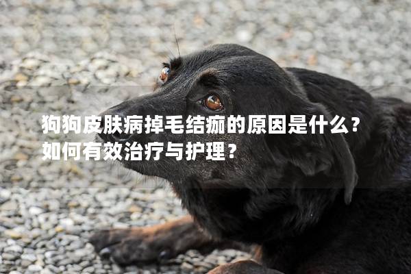 狗狗皮膚病掉毛結痂的原因是什么？如何有效治療與護理？