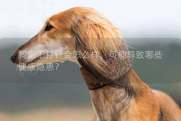 狗狗不打針會怎么樣，可能導致哪些健康隱患？