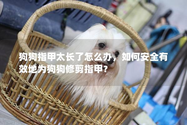 狗狗指甲太長了怎么辦，如何安全有效地為狗狗修剪指甲？