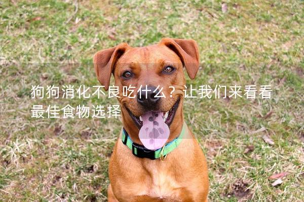 狗狗消化不良吃什么？讓我們來看看最佳食物選擇