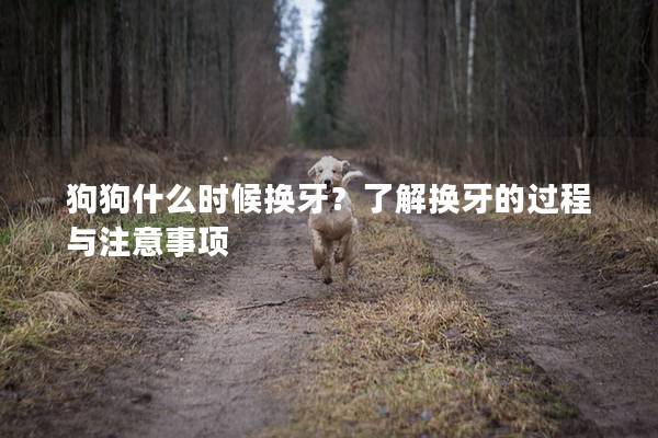 狗狗什么時(shí)候換牙？了解換牙的過(guò)程與注意事項(xiàng)