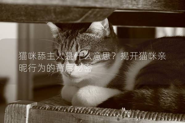 貓咪舔主人是什么意思？揭開貓咪親昵行為的背后秘密