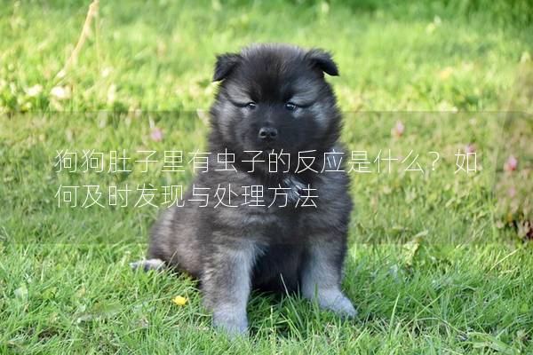 狗狗肚子里有蟲子的反應是什么？如何及時發現與處理方法