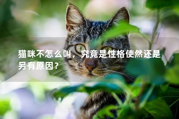 貓咪不怎么叫，究竟是性格使然還是另有原因？