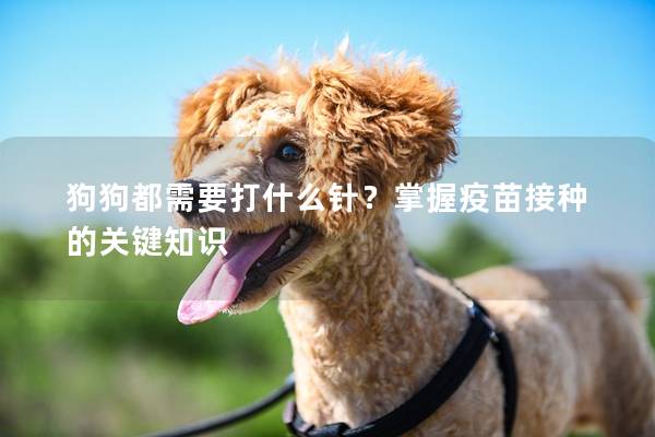 狗狗都需要打什么針？掌握疫苗接種的關鍵知識