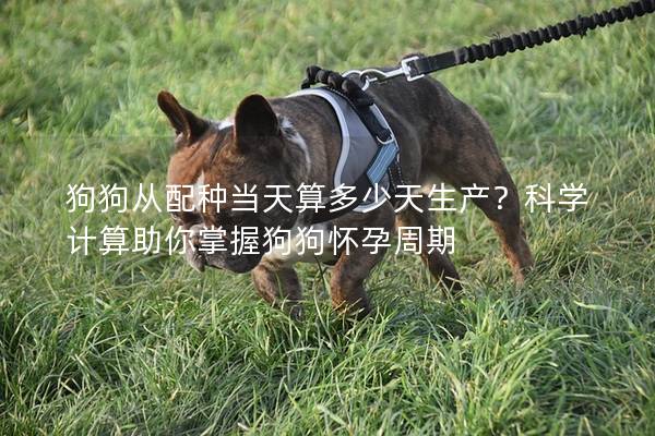 狗狗從配種當天算多少天生產？科學計算助你掌握狗狗懷孕周期