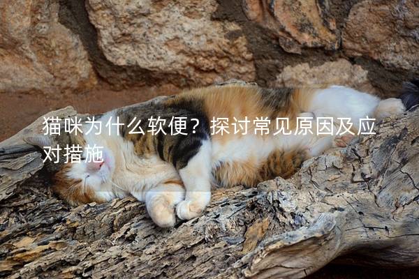 貓咪為什么軟便？探討常見原因及應(yīng)對(duì)措施