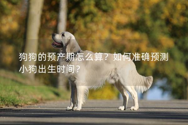 狗狗的預產期怎么算？如何準確預測小狗出生時間？