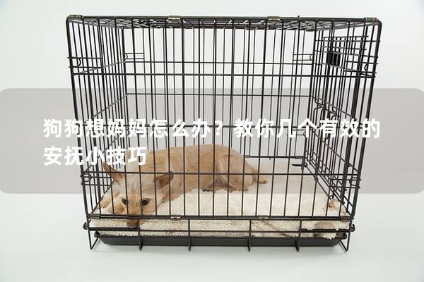 狗狗想媽媽怎么辦？教你幾個(gè)有效的安撫小技巧