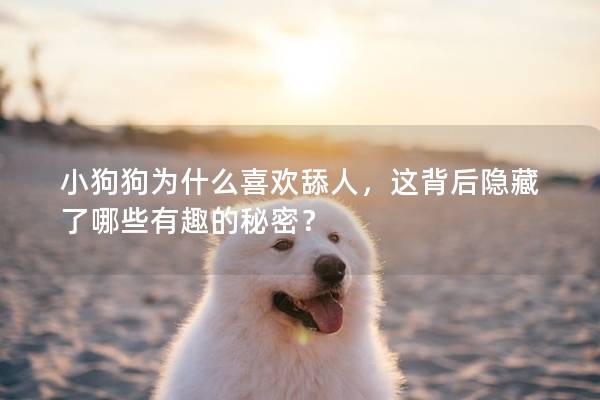 小狗狗為什么喜歡舔人，這背后隱藏了哪些有趣的秘密？