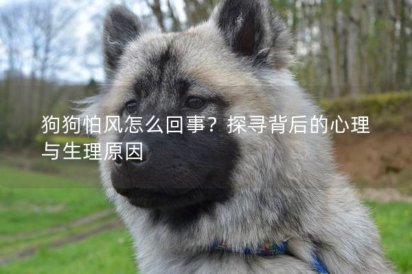 狗狗怕風怎么回事？探尋背后的心理與生理原因