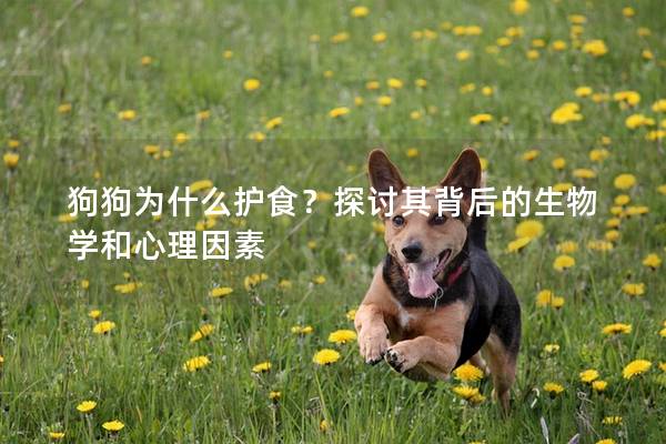 狗狗為什么護(hù)食？探討其背后的生物學(xué)和心理因素