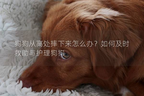 狗狗從高處摔下來(lái)怎么辦？如何及時(shí)救助與護(hù)理狗狗