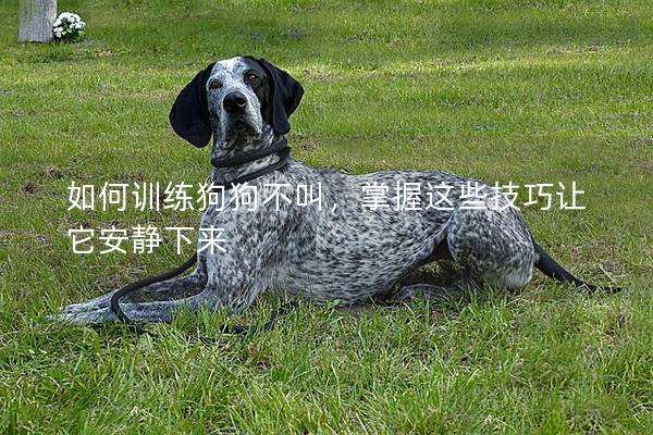 如何訓練狗狗不叫，掌握這些技巧讓它安靜下來