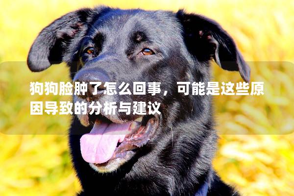 狗狗臉腫了怎么回事，可能是這些原因導致的分析與建議