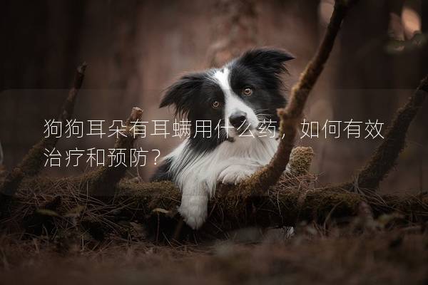 狗狗耳朵有耳螨用什么藥，如何有效治療和預防？