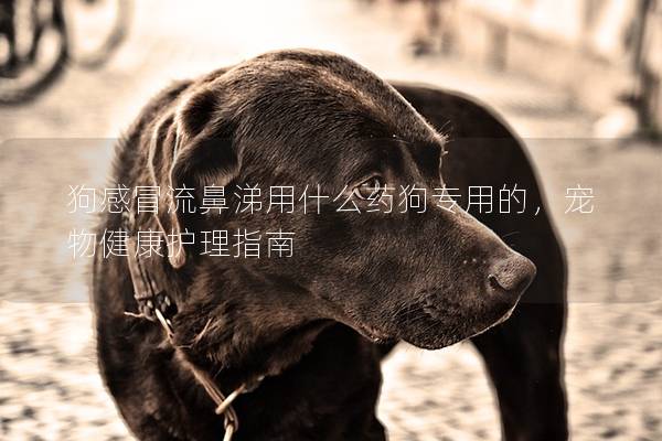 狗感冒流鼻涕用什么藥狗專用的,寵物健康護(hù)理指南 狗感冒流鼻涕用什么藥狗專用的,寵物健康護(hù)理指南