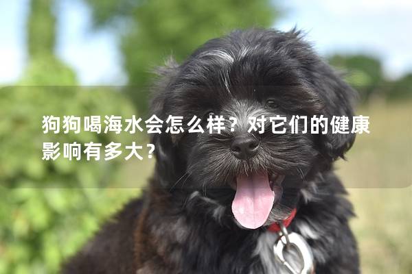 狗狗喝海水會怎么樣？對它們的健康影響有多大？