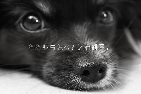 狗狗驅蟲怎么？還有跳蚤？
