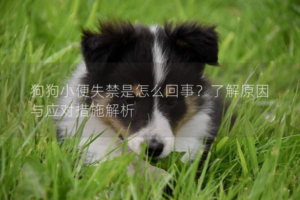 狗狗小便失禁是怎么回事？了解原因與應對措施解析